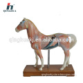 Horse acupuncture model